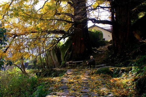 重磅 文旅部推出300條全國鄉村旅游精品線路之江西篇 建議收藏